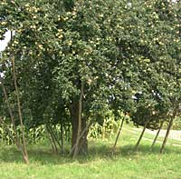 Obstwiese in Rust