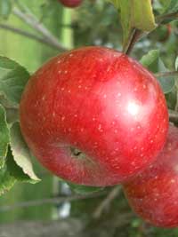 Obst in Rust und Umgebung