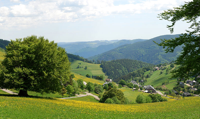 Oberried im Schwarzwald