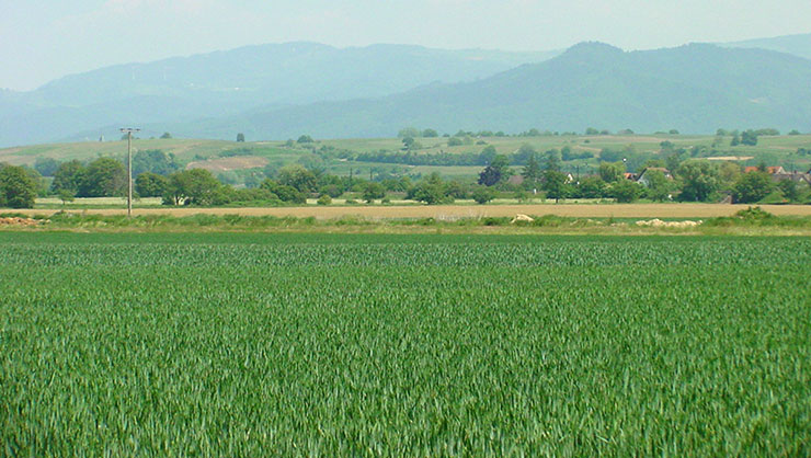 79427 Eschbach - Blick von der Rheinebene in den Schwarzwald