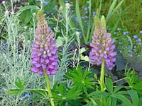 Lupinen in euinem Vorgarten in Eschbach