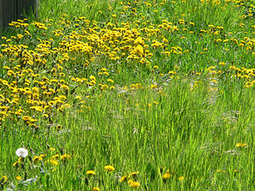 Todtmoos im Schwarzwald