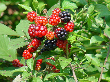 Todtmoos im Schwarzwald