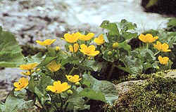 Wieden im Schwarzwald Butterblume