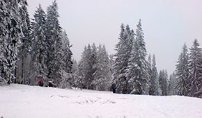 Der Schwarzwald im Winter