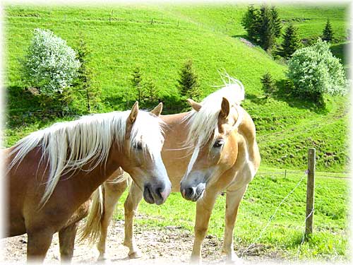 Breitnau Schwarzwald